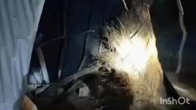 मिहींपुरवा: कतर्नियाघाट के कटियारा बीट में हाथी ने पैरों से कुचलकर पुजारी को मार डाला, क्षेत्र में दहशत का माहौल