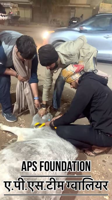 मरने नही देगे गौवंश को चाहे दिन रात क्यो न हो जाये..!
Respect Girls help poor help animals
#apsgurjar #help #gwalior