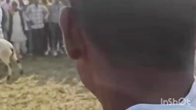 ब्रह्मपुर: खैनी खाने के बाद भेंड़ों में जागा ताव, ब्रह्मपुर मेले में राजस्थानी भेंड़ों की लड़ाई बनी आकर्षण, कीमत ₹1.5 लाख