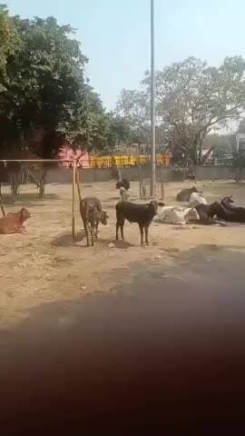 प्रीत विहार: वेस्ट विनोद नगर का गौरा देवी पार्क बना आवारा पशुओं का अड्डा, पूर्व पार्षद ने भाजपा को ठहराया जिम्मेदार