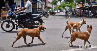 കാഞ്ഞിരപ്പള്ളി: കാഞ്ഞിരപ്പള്ളി കൂവപ്പള്ളിയിൽ തെരുവുനായയുടെ ആക്രമണത്തിൽ 13 വയസ്സുകാരന് പരിക്കേറ്റു