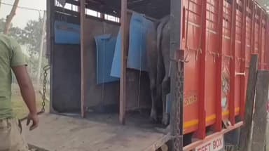 তুফানগঞ্জ ২: ভিন রাজ্যে মোষ পাচারের চেষ্টা, অসম বাংলা সীমান্তবর্তী জোড়াই মোর এলাকার নাকা পয়েন্টে উদ্ধার ২২টি মোষ ,ধৃত তিনজন