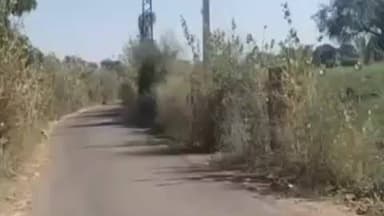 बाप: बापिणी में सड़क पर झाड़ियां, आवागमन बाधित; स्टेट हाईवे से जोड़ने वाले मार्ग पर दुर्घटनाओं का खतरा बढ़ा