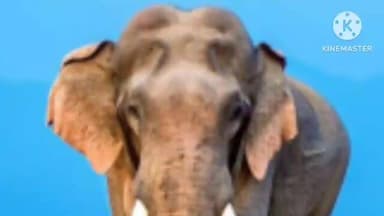 राहे: बंता गांव में जंगली जानवरों द्वारा फसलें नष्ट की जा रही हैं