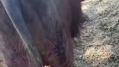 गुलाना: घंसौदा जंगल में जंगली जानवर का हमला, भैंस और बछड़े को बनाया शिकार