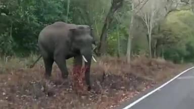 ಯಳಂದೂರು: ಬಿಳಿಗಿರಿರಂಗನ ಬೆಟ್ಟದ ರಸ್ತೆಯಲ್ಲಿ ವಾಹನಕ್ಕೆ ಅಡ್ಡ ಹಾಕಿ ನಿಂತ ಕಾಡಾನೆ, ವೀಡಿಯೋ ವೈರಲ್