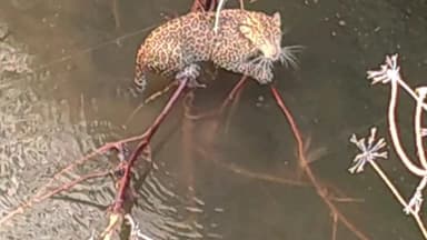 ತಿಪಟೂರು: ಗಾಂಧಿನಗರ ಸಮೀಪದ ಬಾವಿಯಲ್ಲಿ ಬಿದ್ದ ಚಿರತೆ