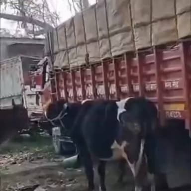 मझौलिया: भोगाड़ी गांव में पुलिस की बड़ी कार्रवाई, अवैध पशु परिवहन पकड़ा, चार मवेशी बरामद