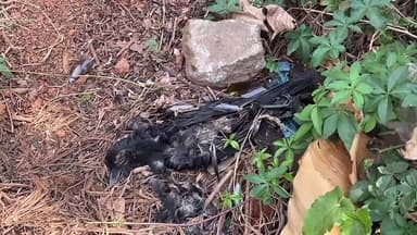 ഉടുമ്പൻചോല: നെടുങ്കണ്ടം പാറത്തോട്ടിൽ ദുരൂഹ സാഹചര്യത്തിൽ പക്ഷികൾ ചത്ത് വീഴുന്നു, വിശദമായ പരിശോധന നടത്തുമെന്ന് വനം വകുപ്പ്