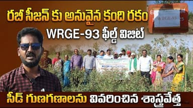 WRGE-93 Red Gram Field Visit | రబీ సీజన్కు బెస్ట్ కంది రకం ఇదే!