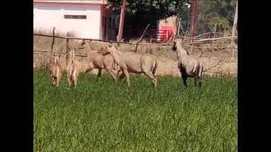 चलकुशा: झुरझुरी में नीलगाय ने फसलों को किया बर्बाद