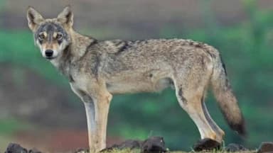 सांगोला: कडलासमध्ये लांडग्याच्या हल्ल्यात 13 शेळ्यांचा मृत्यू; चार लाखांचे नुकसान