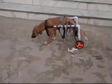 पिंड्रा: पिंडरा में समाजसेवियों ने दिखाई मानवता की मिसाल, घायल कुत्ते को डॉग्स व्हीलचेयर से मिली नई जिंदगी