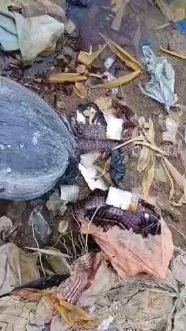 ગારિયાધાર: ગારીયાધાર તાલુકાના ડમરાળા-સાતપડા રોડ પર એક ગંભીર બેદરકારીનો મામલો સામે આવી