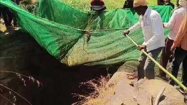 सिमरिया: मौत के कुएं से 'ज़िंदगी' का रेस्क्यू: पन्ना में 15 जंगली सुअरों का सफल बचाव