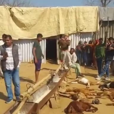 मालाखेड़ा: मोरेड़ा गांव में बिजली का तार बाड़े में टूटने से 50 बकरियों की हुई मौत, पशुपालक को लाखों रुपए का हुआ नुकसान