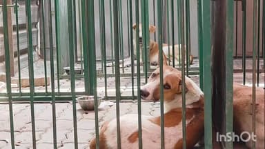 જલાલપોર: પાલિકા દ્વાર રખડતા શ્વાનને પકડવાની કામગીરી જે હાથ ધરવામાં આવી છે. અત્યાર સુધી ૩૦૦ થી વધુ શ્વાન પકડ્યા