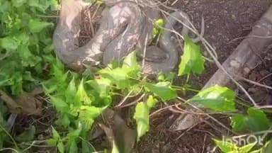 मनसाही: भकरीपुर व जुगाई बाडी़ गांव के बीच अजगर सांप मिलने से गांव में हड़कंप