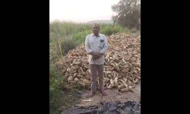 खुलताबाद: मकाला कवडीमोल दर; ममनापुर येथील शेतकरी पांडूरंग जाधव यांनी मांडली व्यथा