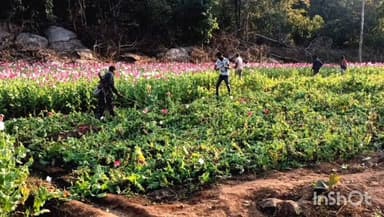 हेरहंज: पुलिस और एसएसबी जवानों ने कटांग के वन क्षेत्र में अफीम की खेती नष्ट की