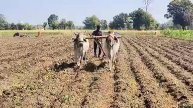 सोनकच्छ: ग्राम खेरिया जागीर में किसान ने फसलों के दाम को लेकर जताई चिंता, उचित दाम नहीं मिला तो होगा नुकसान