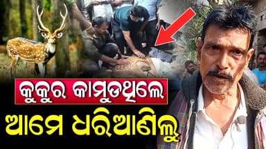 ହରିଣକୁ କୁକୁର ଗୋଡ଼ାଉଥିଲା ଆମେ ଧରି ପକାଇଲୁ, ଆଉ ତାପରେ!! | Odisha | Animal Rescue