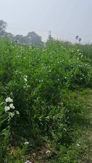 #खेती में हरियाली 👌super जय जवान जय किसान