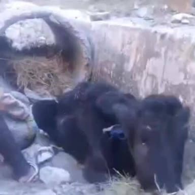 निचार: साथी द हेल्पिंग हैंड के कार्यकर्ताओं ने भावा नगर क्षेत्र में पशुओं का इलाज करवाया, ठंड में पशुओं को दिया चारा