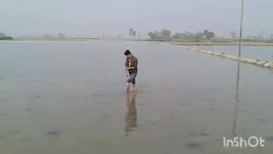 হরিশ্চন্দ্রপুর ১: মাথায় হাত! কীটনাশক দিয়ে কৃষকের মাখনার চারা নষ্ট করে দেওয়ার অভিযোগের চাঞ্চল্য গাংনদীয়ায়