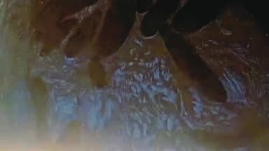 35 फीट गहरे कुएं से 15 जंगली सुअरों का वन विभाग ने किया सफल रेस्क्यू
#रेस्क्यूऑपरेशन
#वनविभाग
#जंगलीसूअर
#वन्यजीवसंरक्षण...