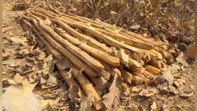 अक्राणी: बिलगाव वनक्षेत्र भूषा परिमंडळ जंगल भागात वनविभाच्या कारवाईत अवैध साग लाकूड जप्त