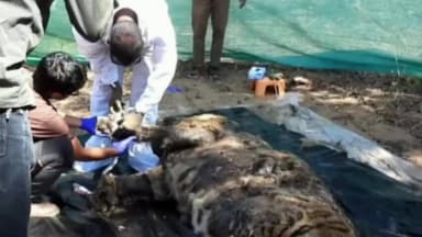 रहली: वीरांगना रानी दुर्गावती टाइगर रिजर्व में बाघ की मौत, टेरिटरी फाइट में युवा बाघ की खोपड़ी टूटी