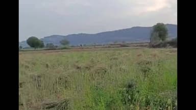 बौंली: मित्रपुरा में मौसम बदला, बारिश और तेज हवा का अलर्ट; कटी सरसों पर नुकसान का खतरा मंडराया