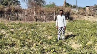 फरसाबहार: पेटामारा के किसान देवेन्द्र यादव की मेहनत रंग लाई, कम समय में टमाटर की बंपर फसल