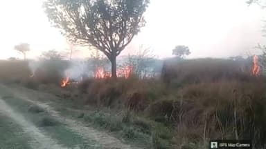 बीकापुर: रामपुर जोहन में बंजर भूमि में वृक्षारोपण के कीमती पेड़ों को आग लगाकर जलाने की बीकापुर पुलिस से की गई शिकायत