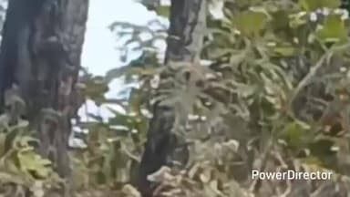 ओखलकांडा: ओखलकांडा ब्लॉक के ग्राम कौंता पटरानी में दिन में तेंदुआ दिखाई दिया, ग्रामीणों में भय का माहौल