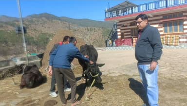 पुरोला: पशुपालन विभाग ने गोवंश को लंपी स्किन बीमारी से बचाव के लिए टीकाकरण अभियान शुरू किया