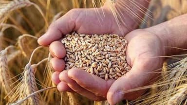 टोंकखुर्द: टोकखुर्द तहसील क्षेत्र के किसान 7 मार्च तक गेहूं उपार्जन के लिए कराएं पंजीयन