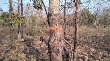 नेपानगर: हाईकोर्ट की सख्ती के बाद बुरहानपुर में सलाई धवड़ा गोंद पर फिर प्रतिबंध, सभी लाइसेंस निरस्त