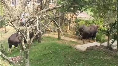 கொடைக்கானல்: வில்பட்டியில் காட்டு மாடுகள் உலா வருவதால் பொதுமக்கள் சுற்றுலாபயணிகள் அச்சம்