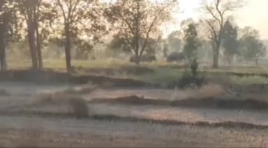 राजपुर: राजपुर वन परिक्षेत्र में हाथियों के दल ने जमकर मचाया उत्पात, अब सरहद पर जमाया डेरा