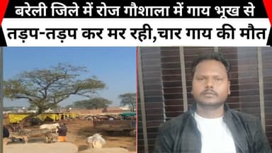 बरेली जिले में रोज गौशाला में गाय भूख से तड़प-तड़प कर मर रही,चार गाय की मौत