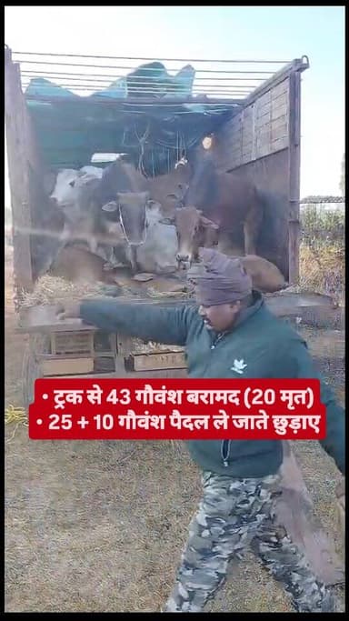 🚨 ऑपरेशन ‘शंखनाद’ में बड़ी कार्रवाई 🚨
जशपुर पुलिस ने गौ तस्करी के खिलाफ चलाए जा रहे विशेष अभियान में 4 दिनों में 95 गौव...