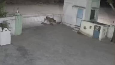 જૂનાગઢ: તાલુકાના પાતાપુર ફેક્ટરીમાં ઘૂસ્યો સિંહ, કૂતરાનો શિકાર કરવા પ્રયાસ નિષ્ફ્ળ ગયો