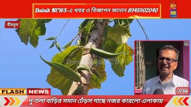 দু-তলা বাড়ি সমান ভেন্ডি গাছ, তা পারতে হয় মই লাগিয়ে