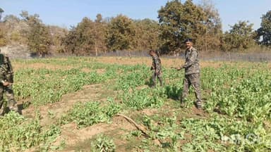 नौडीहा बाज़ार: नौडीहा: रायबार व नबीगढ में पुलिस ने 5 एकड़ वन भूमि पर लगी पोस्ता की खेती नष्ट की