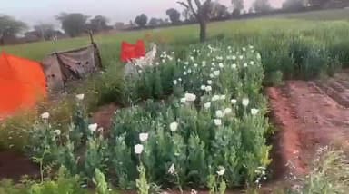 डीएसटी जोधपुर ग्रामीण की अवैध अफीम व गांजे के खेती के खिलाफ प्रभावी कार्यवाही।
ऽ गांजा व अफीम की अवैध खेती करने वाले दो आरोपी गिरफतार।
ऽ गांजा के कुल 18 पोधे व अफीम के कुल 438 पोधे किये जब्त।