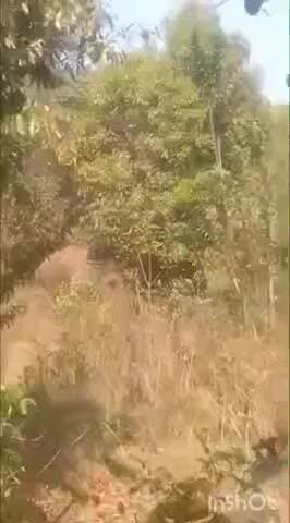 ତୁରୁମୁଙ୍ଗା: ବାଲି ବନ୍ଧ ସେକ୍ସନ ପାର୍ବତୀ ପୁର ଗାଁ ରେ ଗୋଠ ଛଡ଼ା ଦନ୍ତା ହାତୀ ଲୋକେ ଆତଙ୍କିତ