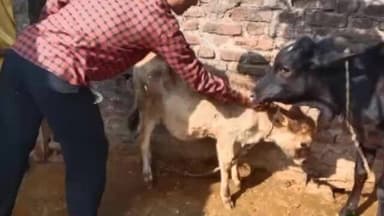 मझौली: सीधी जिले के विभिन्न स्थानों पर मवेशियों को लगाए गए टीके