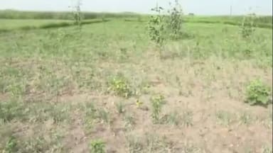 எட்டயபுரம்: விளாத்திகுளம் பகுதியில் மழை பெய்யாததால் கூட்டுறவு பயிர் கடன்களை ரத்து செய்ய கரிசல் பூமி விவசாயிகள் சங்கம்